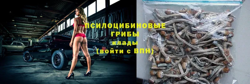 Галлюциногенные грибы Psilocybe Курган